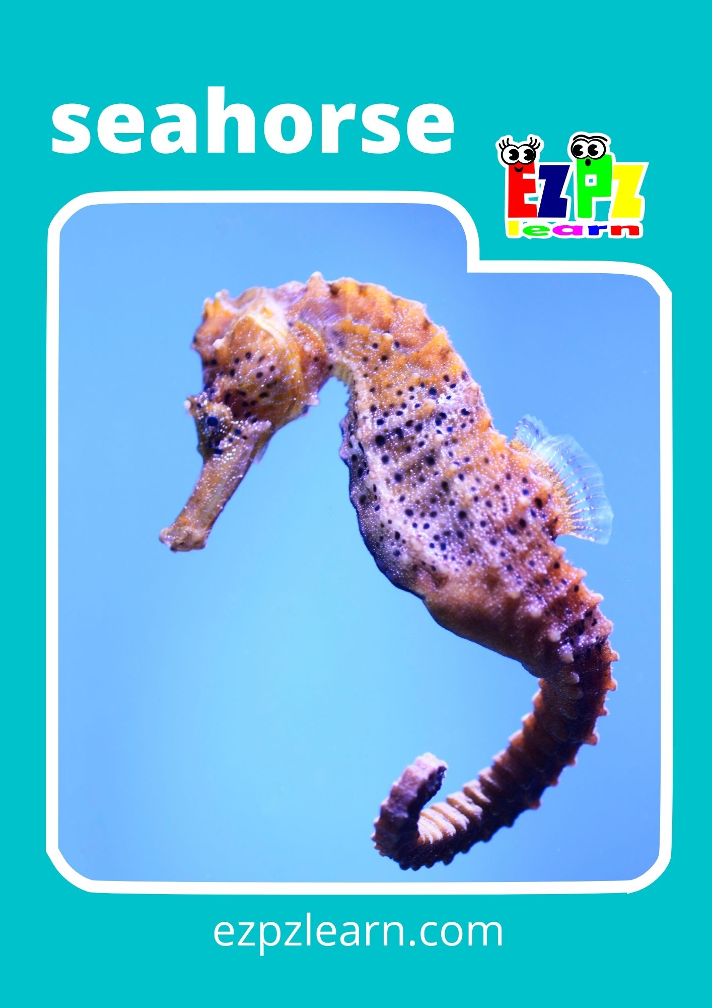 seahorse